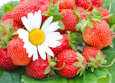 close-up of ripe strawberries and chamomile on green leafs