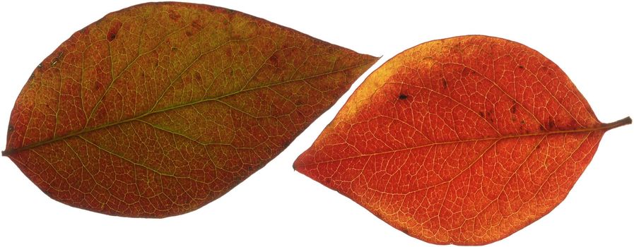 Two red autumn leaves, scanned with backlighting.
