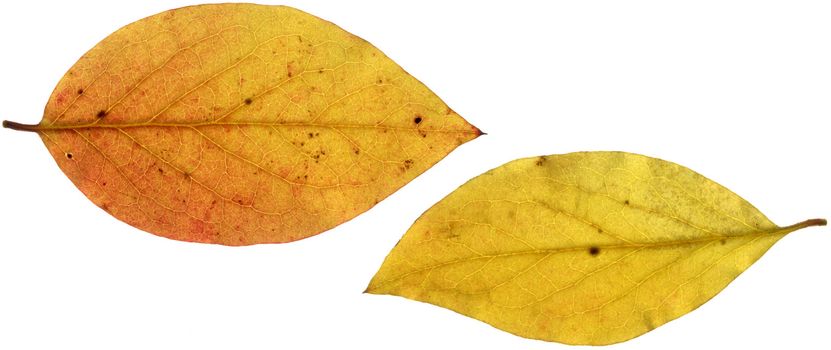 Two yellow autumn leaves, scanned with backlighting.
