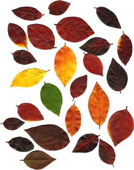 Assorted autumn leaves in various colours, ranging from green through red to yellow.
