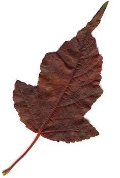 Hi-res scanned image of an oak leaf
