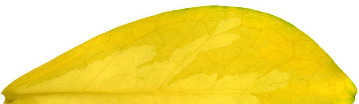 One half of a yellow Malabar Chestnut Tree leaf.
