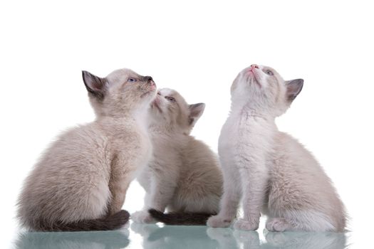 Three baby kittens sitting down and looking up. Studio Shot.