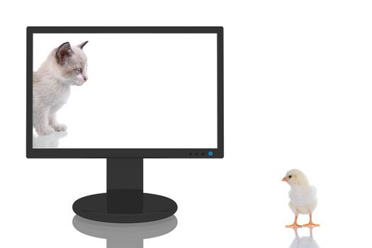 3D Render of a computer monitor with a kitten looking to a baby chick outsite.