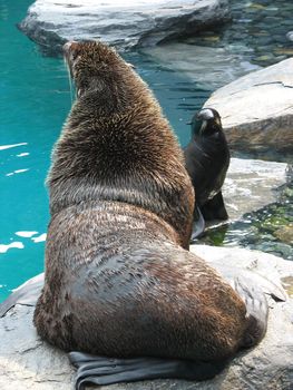 A cute seal and a large sea lion hanging out together.