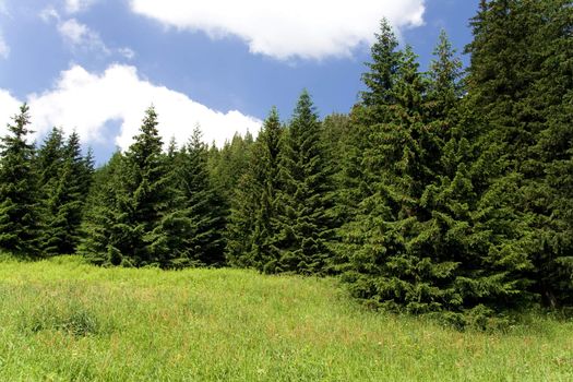 Green meadow with many high spruce 