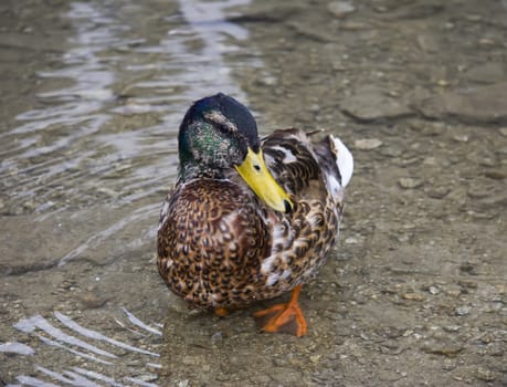 Brown duck in fresh cold water