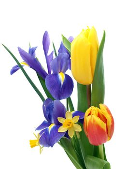 Beautiful spring flowers on the white background