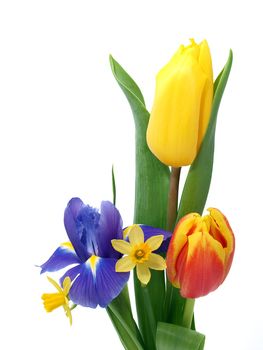 Beautiful spring flowers on the white background