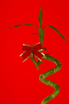 The branch of a bamboo decorated by bow on red background