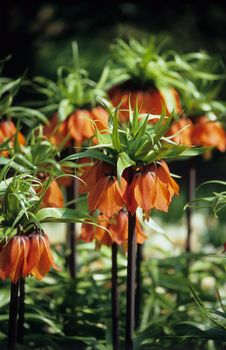 Fritillaria imperialis Rubra common name Crown Imperial