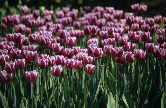 Deep red and white tulips blooming at springtime in Keukenhof bulb gardens in the Netherlands.