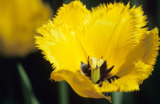 A bright yellow fringed tulip ready for Easter.
