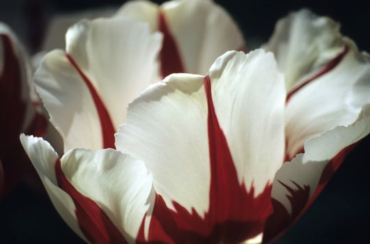 Close up of an white and red Darwin tulip at Keukenhof gardens, the Netherlands. 