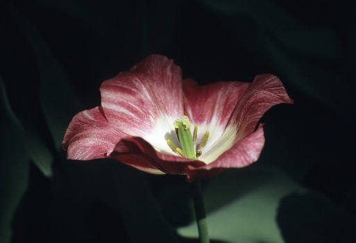 A deep purple tulip in shadow and light - Keukenhof gardens, the netherlands.