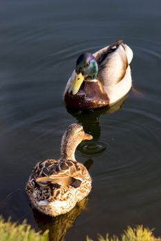 Two wild ducks in the pond. Russia.