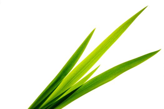 Long green leaves on the white background