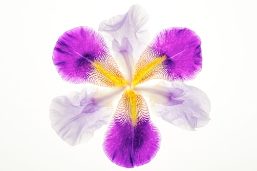 Close-up violet flower on the white background