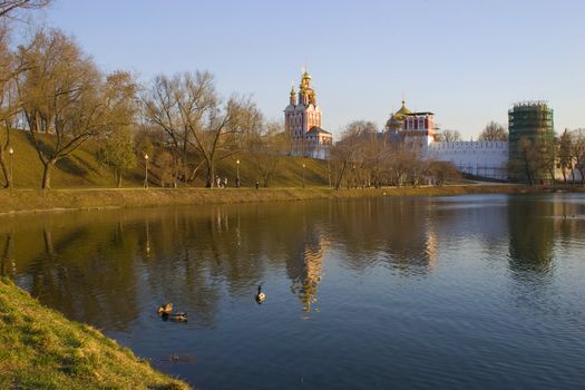 Park in the city. Wild duck swiming in pond at spring time. Moscow, Russia.