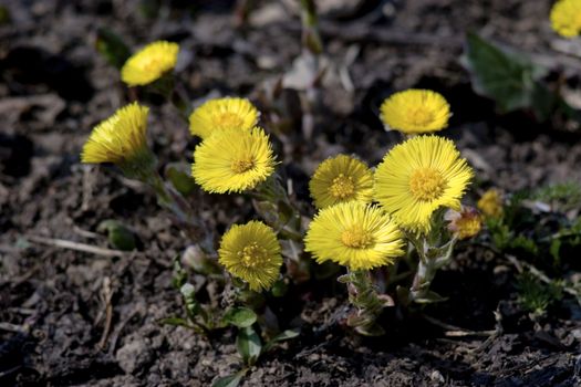 The first spring flowers close up