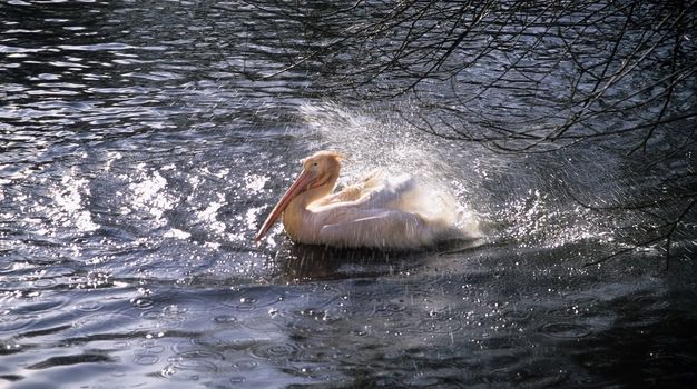A pink Pelican splashing in the water.