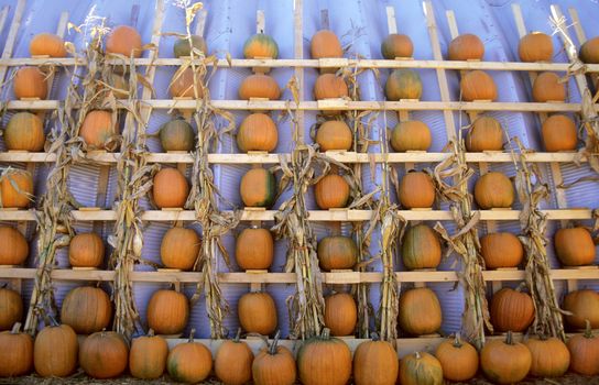 Pumpkins line a shed wall at a farmers' market in rural Nova Scotia, Canada.