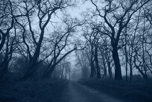 Mystical condition of a forest in the early morning