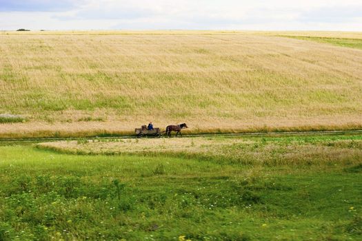 Woman going on cart at rural area. Summer's landscape. Russia.