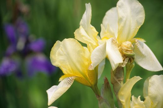 A yellow bearded Iris bloom