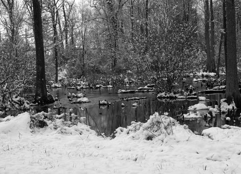Winter swamp area covered by snow