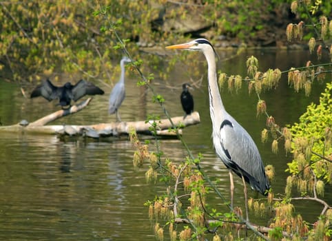 Heron in the river bank