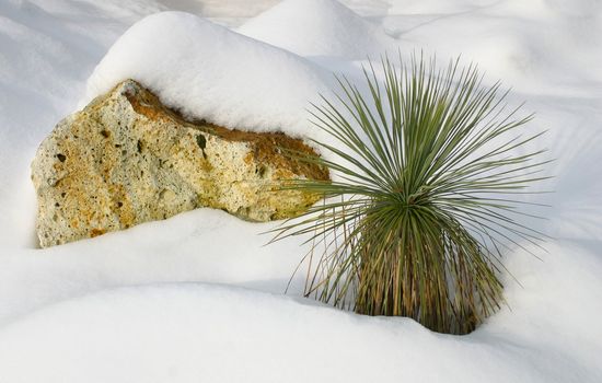 Tropical cactus in the snow