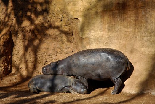 Mother and Son warming at the sun.