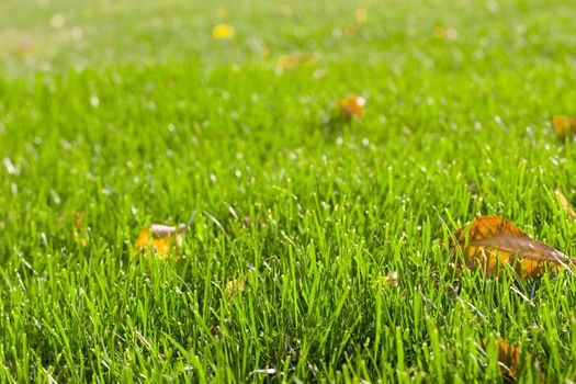 Autumn grass with yellow leaves. Good autumn background.