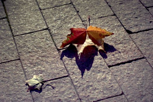 Autumn yellow leaves on a sidewalk at autumn time.