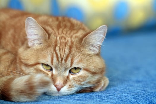 Portrait of nice ginger cat lying on blue sofa