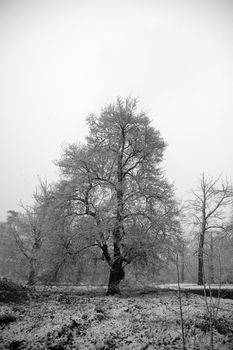 An oak tree in winter with a covering of snow