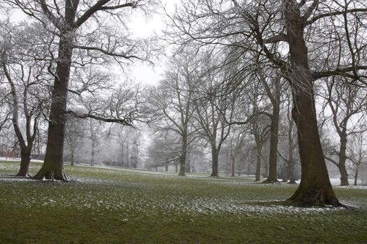 Oak trees in winter with a small amount of snow on the ground