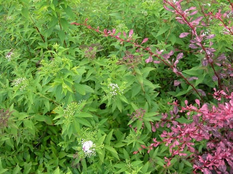 Pink, green and white foliage, suitable as background.