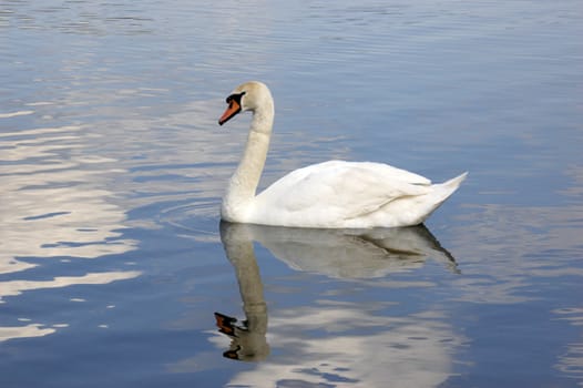 A portrait of a Mute Swan