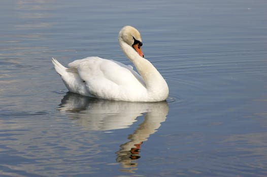 A portrait of a Mute Swan