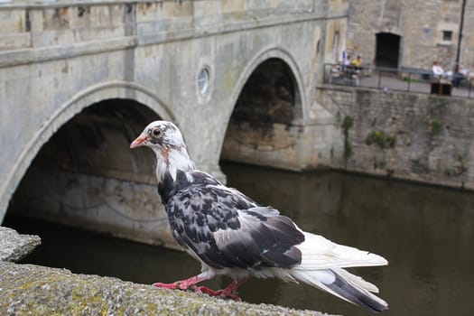 Pigeon in front of Pulteney Bridge in Bath, County Somerset, England.