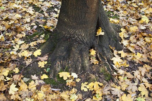 Golden autumn leaves around tree trunk.