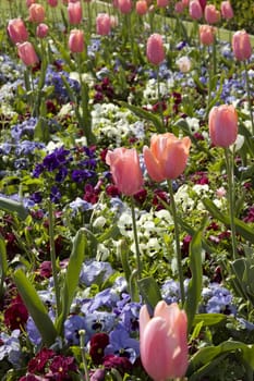 A flower bed in spring with somw tulips