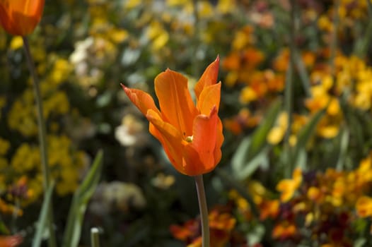 A  flower bed in spring