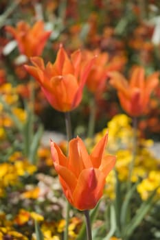 Tulips in a flower bed in spring