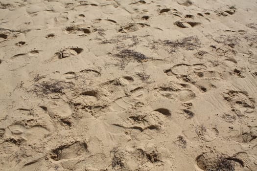 Footsteps on sandy beach.