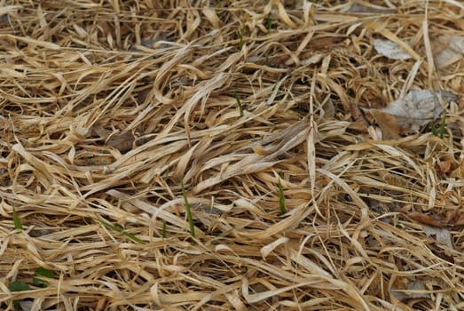 Photo of a laying dry grass in warm tones