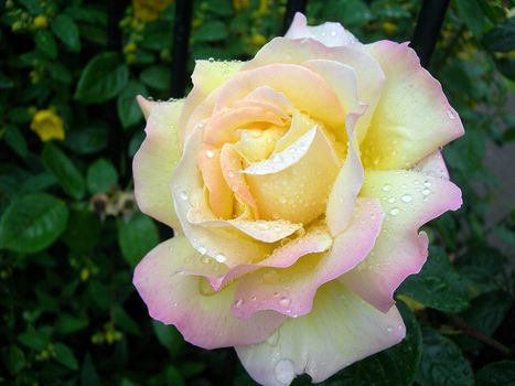 Beautiful rose sprinkled with dew.          