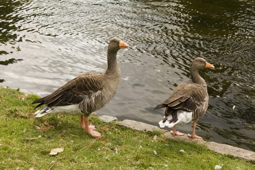 Two ducks at the bank of the lake at St. James' Park in London.